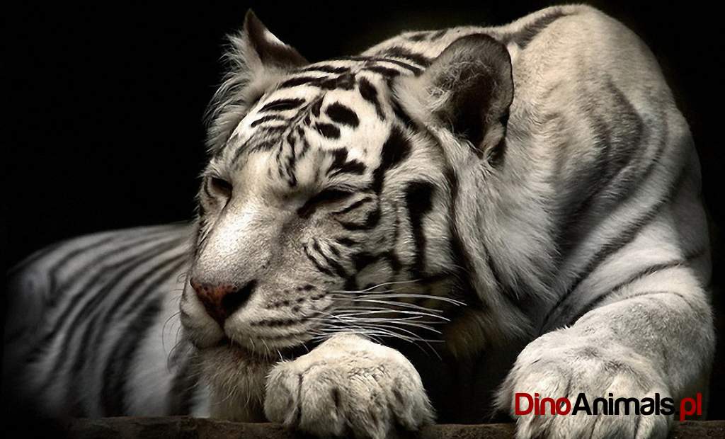 Tygrys / tiger